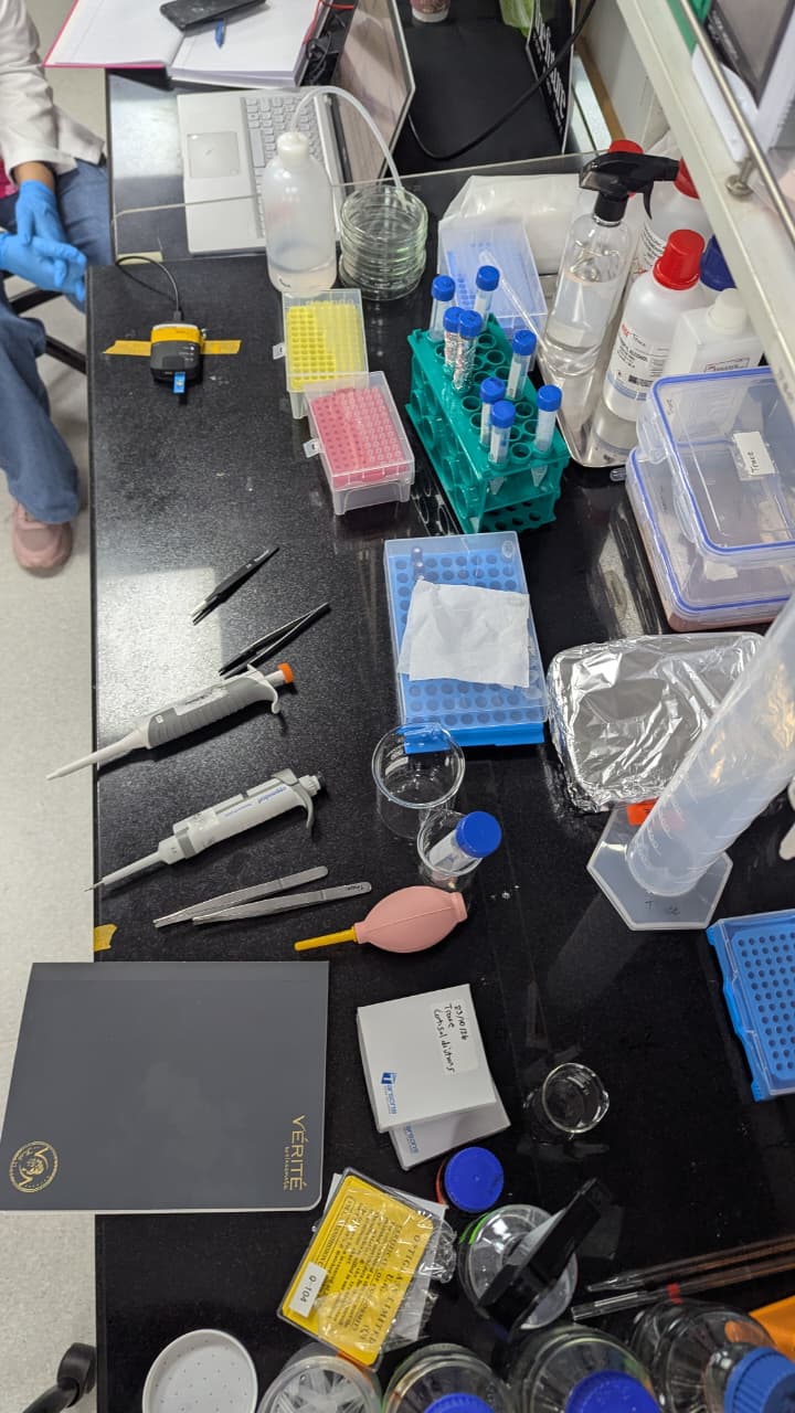 Annotated bench setup for a cortisol dilution series